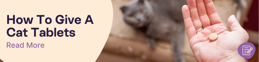 How to Give Your Cat a Tablet