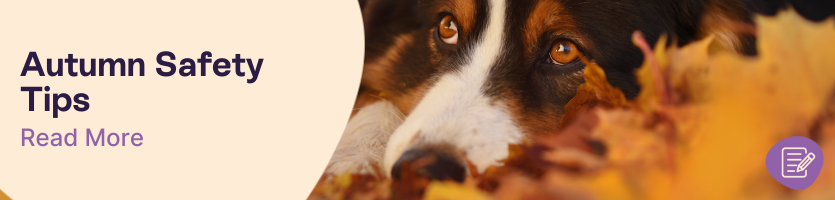 Autumn Pet Safety Tips Header