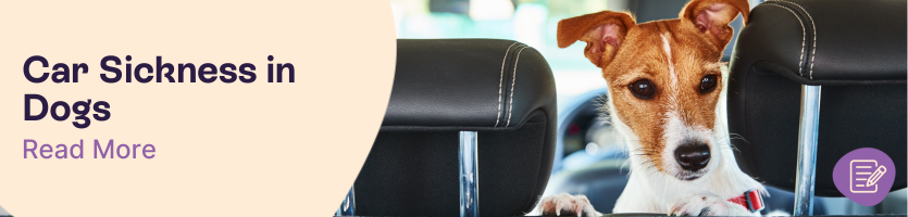 How to Prevent Car Sickness in Dogs Header