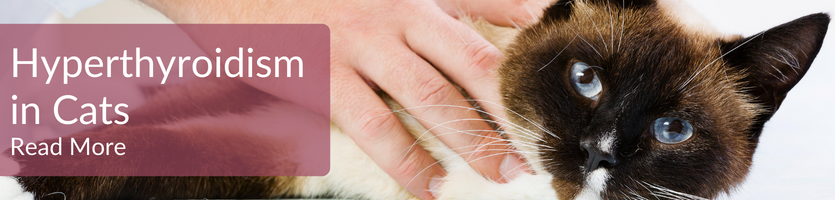 Hyperthyroidism in cats