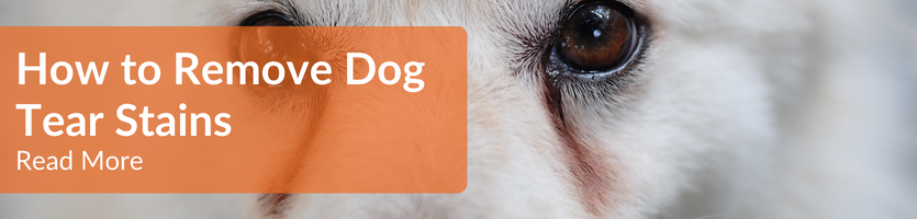 Dog Tear Stains: Causes & Treatment