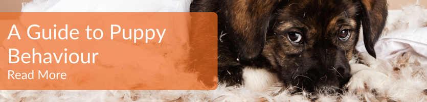 Puppy behavioural guide header