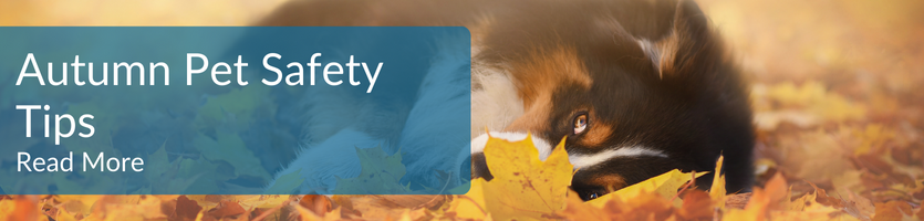 Autumn Pet Safety Tips Header