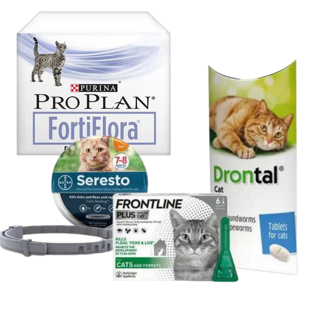 Kitten Best Sellers and Offers 