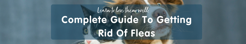 How to get rid of fleas