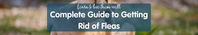 How to get rid of fleas on dogs