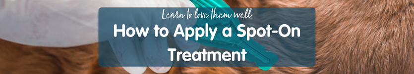 How to Apply a spot on flea treament for dogs
