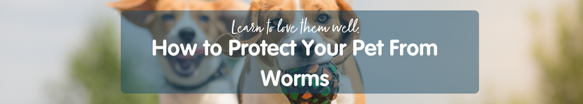 how to get rid of worms in dogs