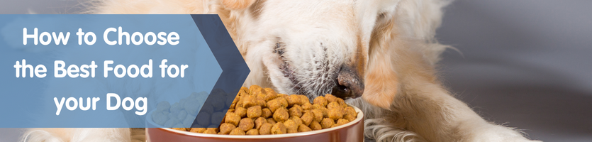 How to choose the best food for your dog blog banner