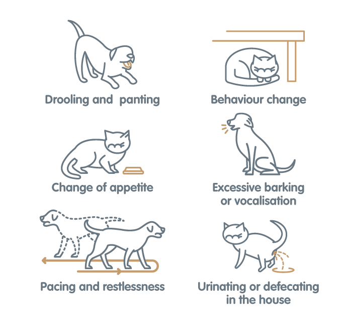 anxiety in pets inforgraphic