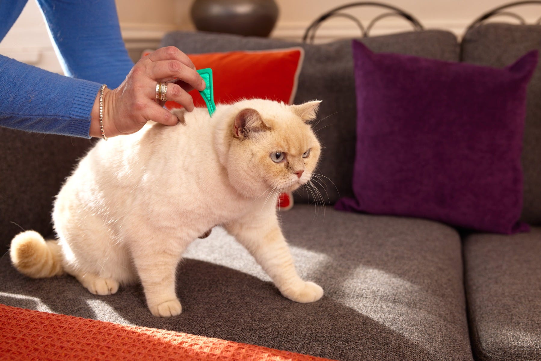 A cream and white cat being treated with a green pipette of Frotnline while on the sofa with their owner