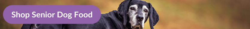 A senior black dog with a grey umuzzle looking at the camera on a walk in the woods with overlay text that reads "Shop Senior Dog Food"