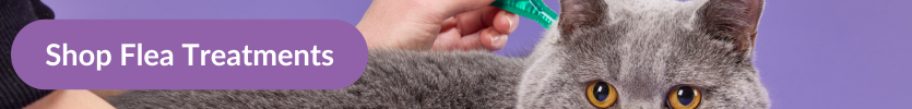 A grey British Short-hair cat being treated with a green pipette of Frontline with overlay text that reads "Shop Flea Treatments"