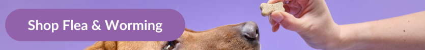 A fox red labrador being offered a Drontal Tasty Bone worming treatment with overlay text that reads "Shop Flea & Worming"