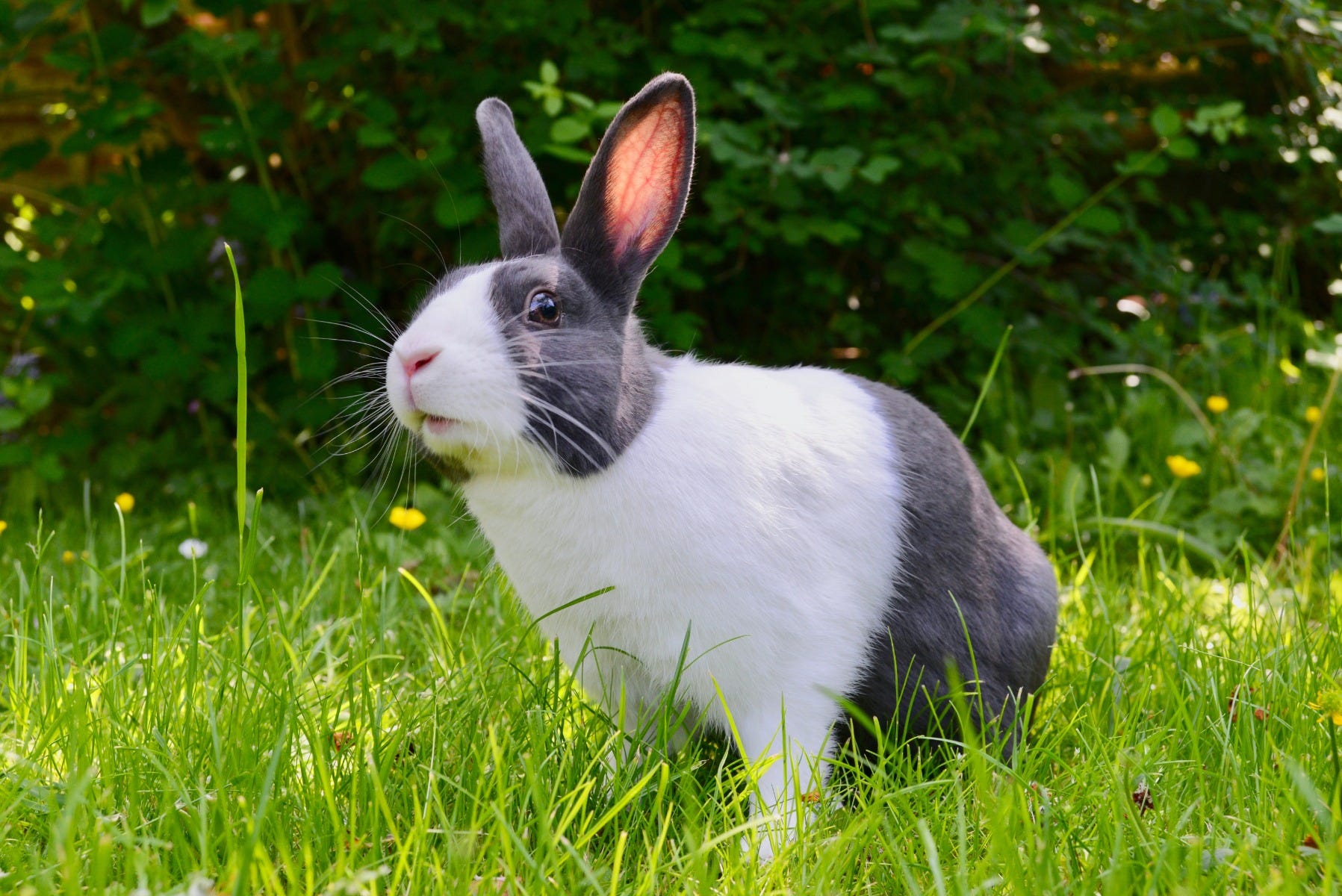 A rabbit out in the grass