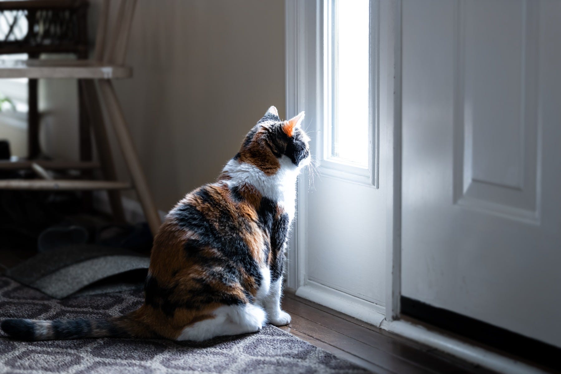 Calico cat waiting at the door for their owner Z| Signs of separation anxiety in cats