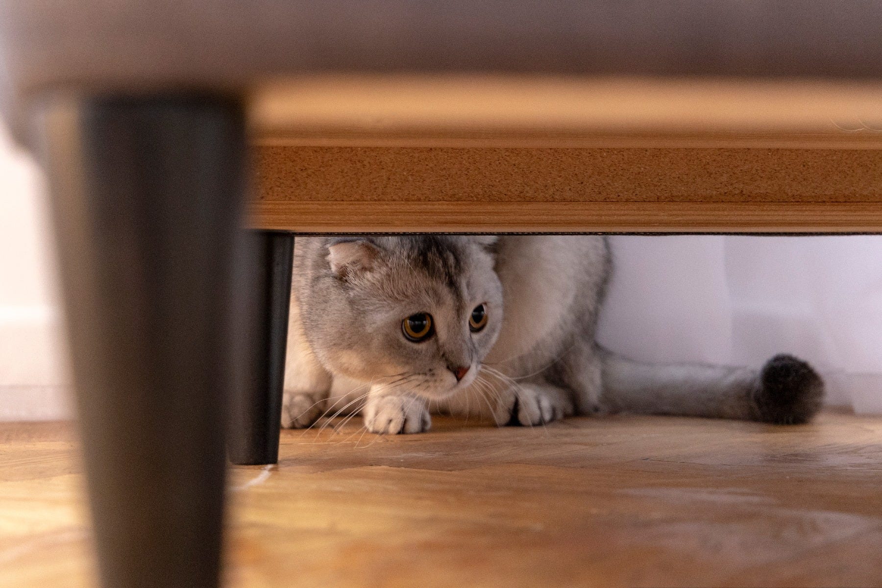 Why wont my cat settle?