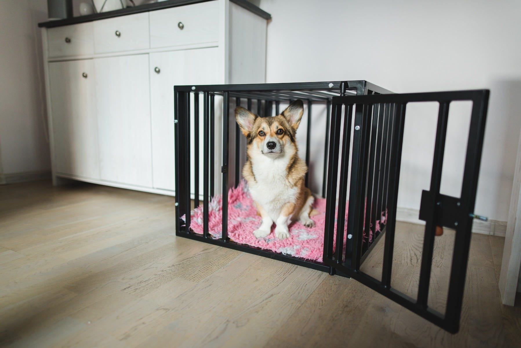 A dog sitting it its crate