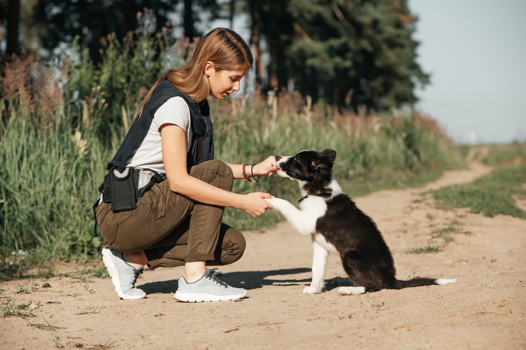 Training a puppy