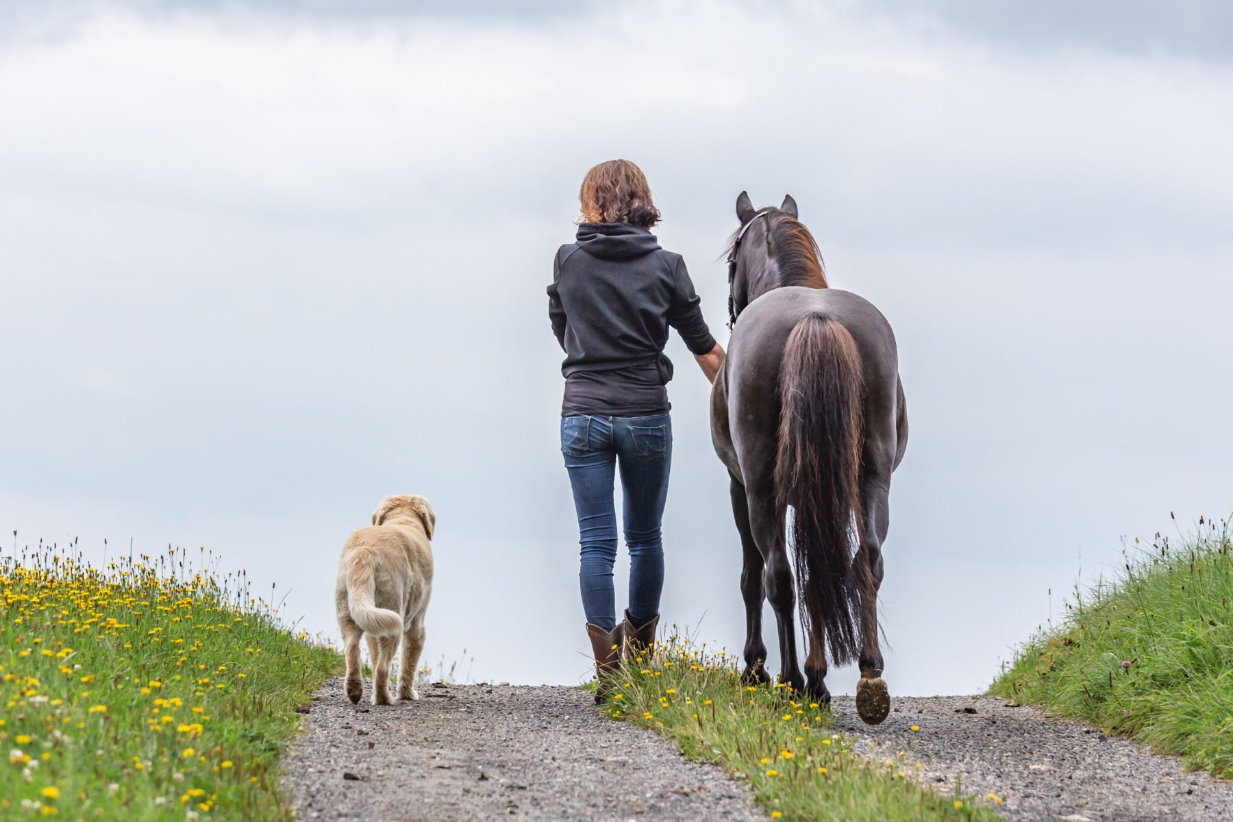 a dog, a horse and a human