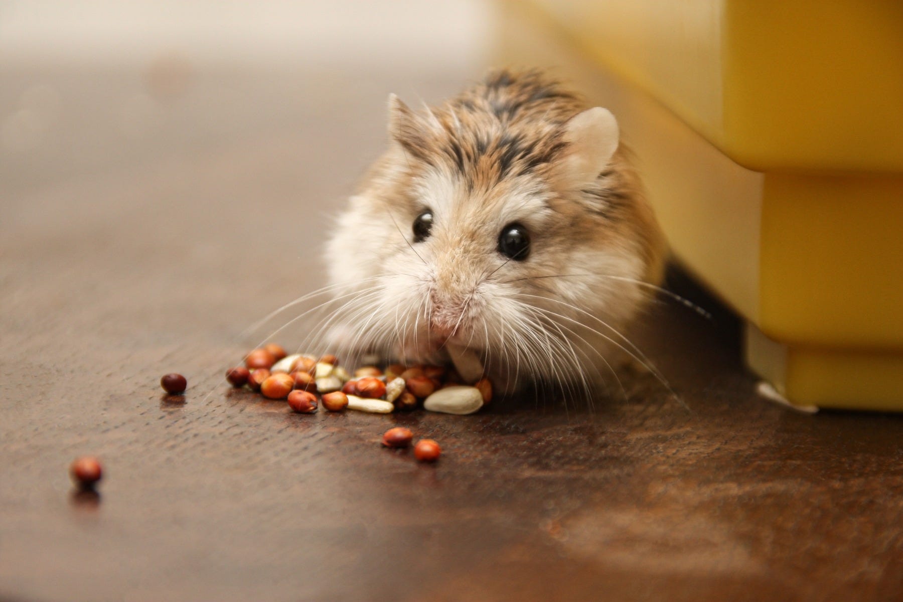 how to care for a roborovski hamster