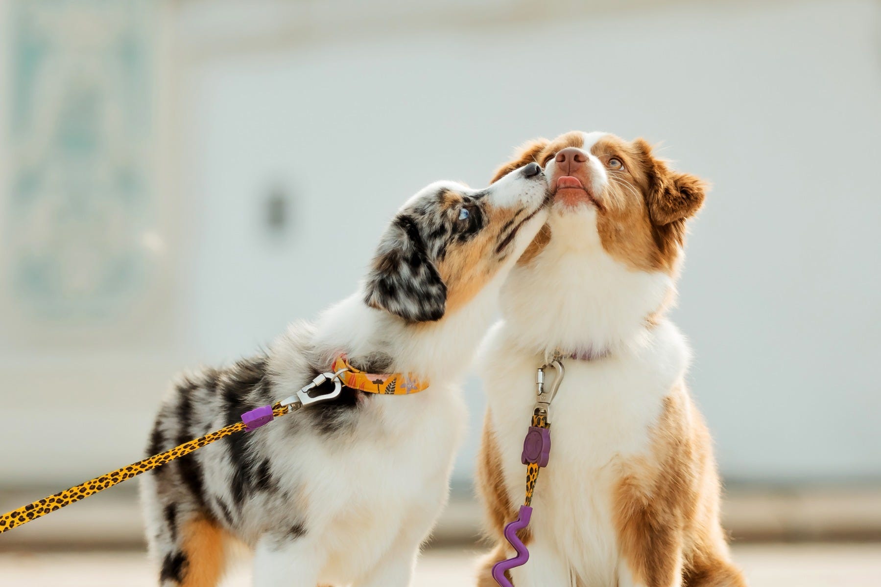 Two puppies licking each other's face | Should you spay your dog? 