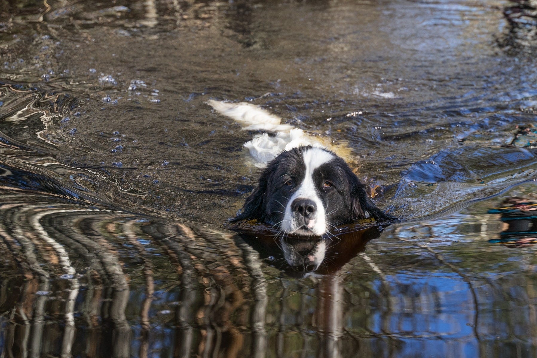 Spaniel swimming | How do Dogs Get Swimmers Tail? 