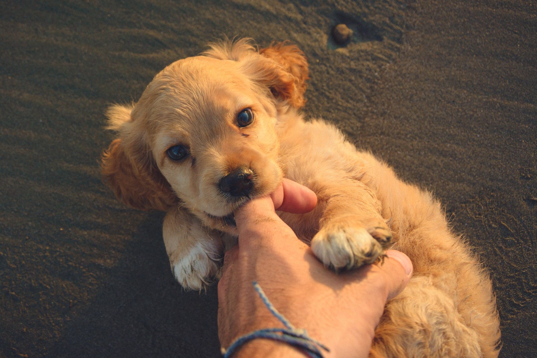 Young puppy biting its owner | Why does my puppy keep biting me? 