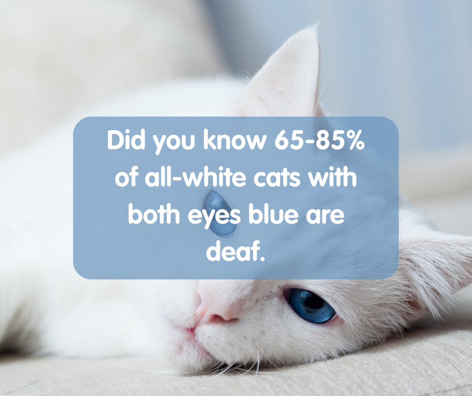 Did you know about blue eyed cats?