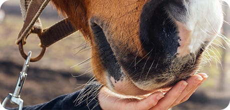 Horse Respiratory