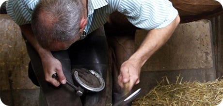 Horse Hoof & Laminitis