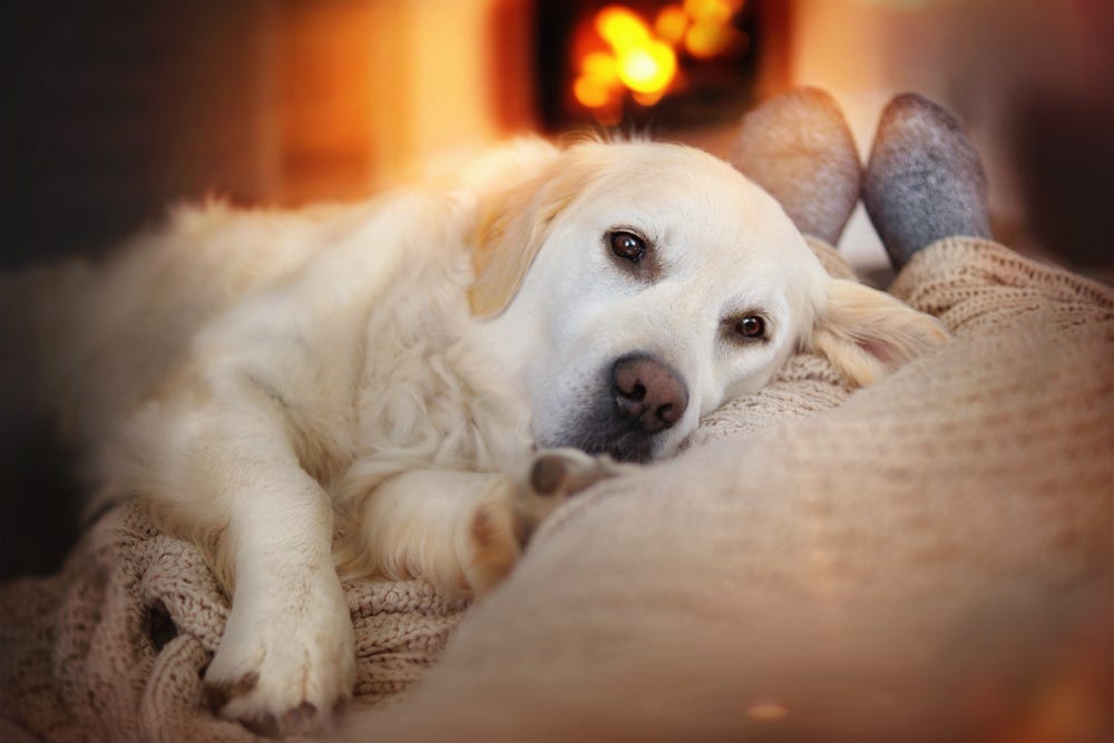 A dog laying on a human lap whilst looking up at the human
