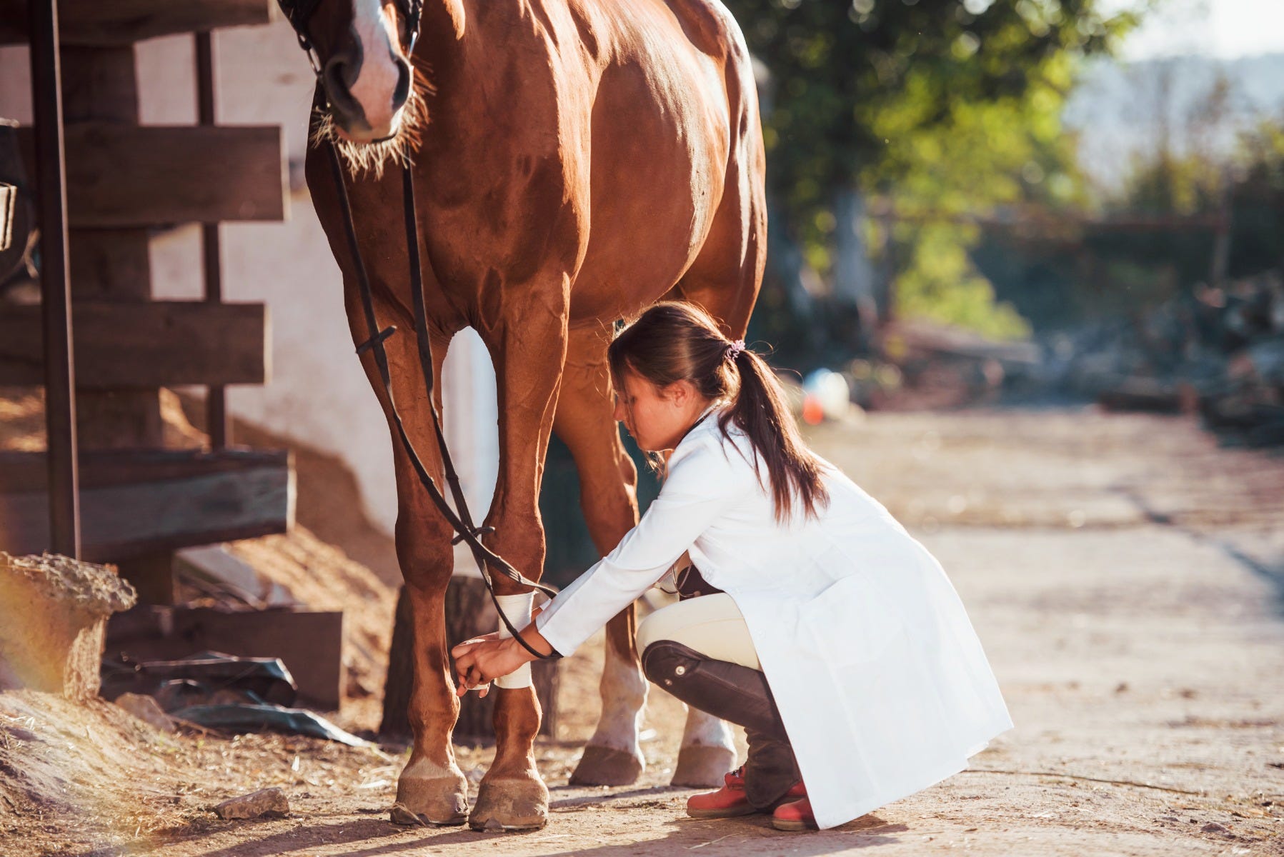 Vet bandaging injured horse tendon