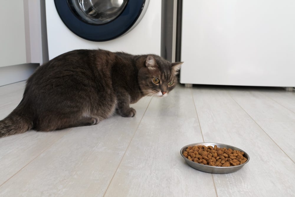 Domestic short-hair cat not wanting to eat their bowl full of cat food