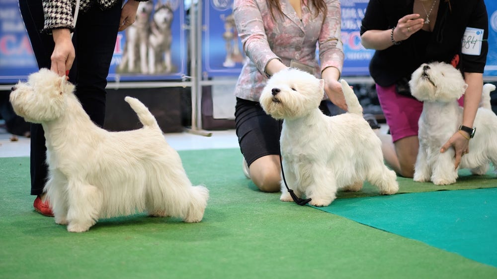 West Highland White Terrier competing  for Best of Breed