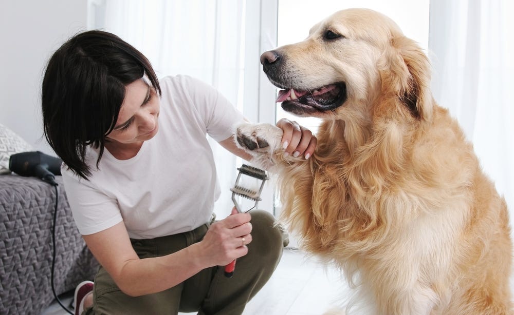 Golden retriever being brushed with an undercoat rake | Deshedding brush for dogs