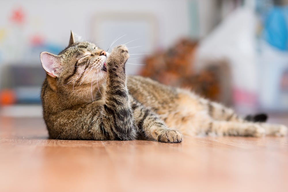 Tabby cat grooming their paw
