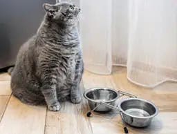 cat waiting for food