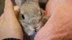 Rabbit and owner