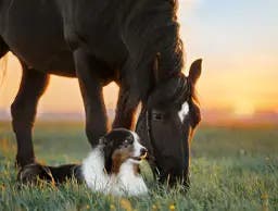Horse and dog sitting together
