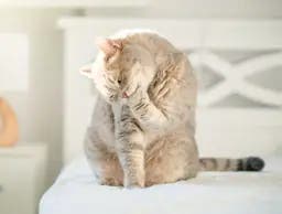 cat cleaning itself