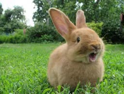 Rabbit sitting on grass