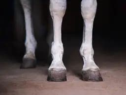 Horses legs