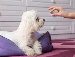 Dog being fed treat