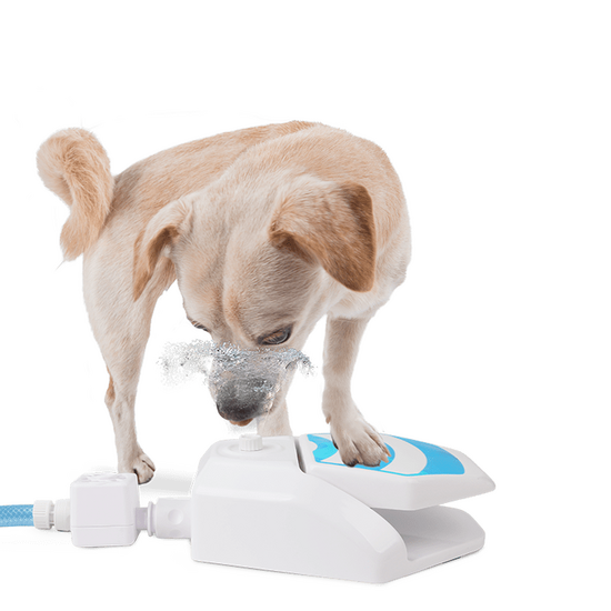 All For Paws Chill Out Garden Water Fountain for Dogs 2854