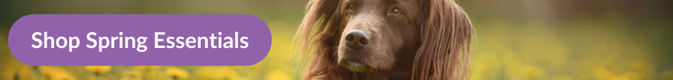 A brown spaniel lying in a field of dandelions with overlay text that reads &#34;Shop Spring Essentials&#34;