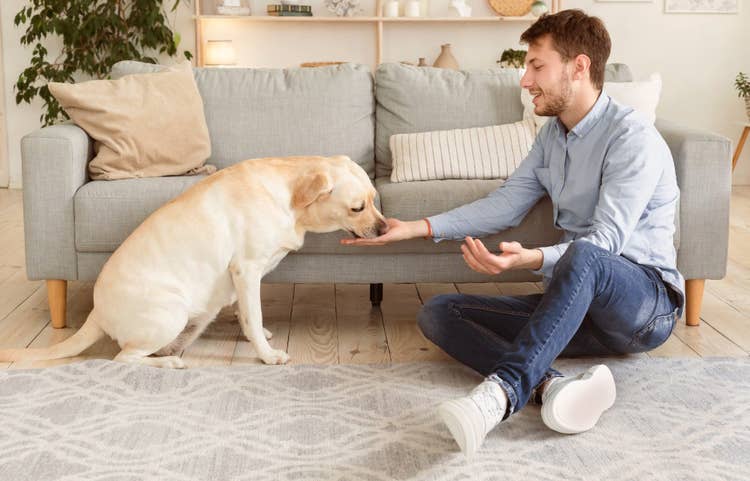 A male owner sitting on the living room floor offering his yellow labrador a treat from his hand.