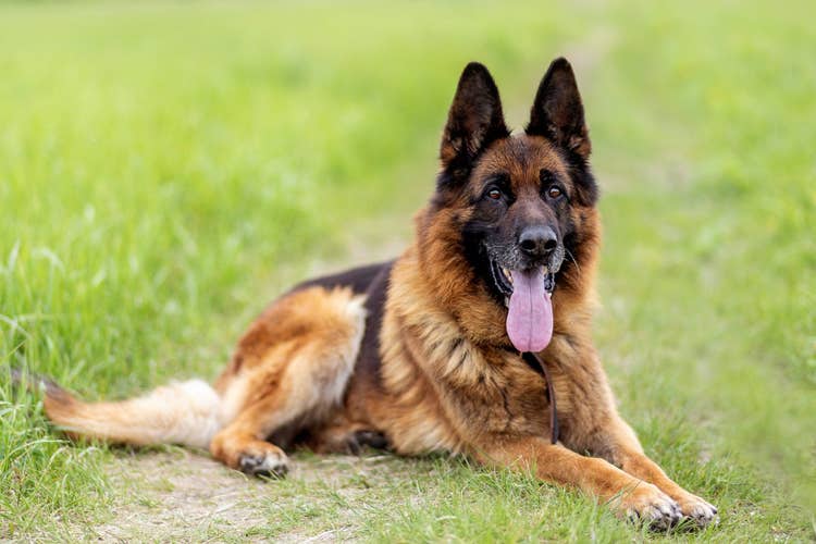 A German Shepherd lying down in a grassy field and looking at the camera.