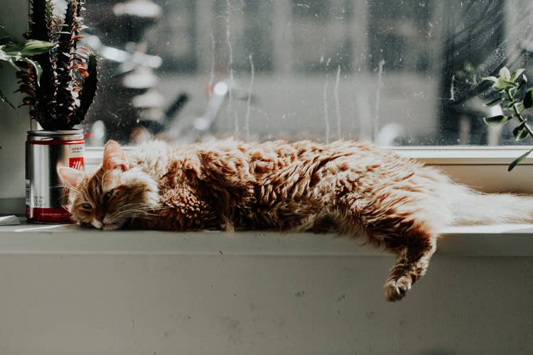 A long-haired tabby cat lying on a windowsill next to a potted cactus.