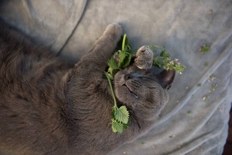 A grey cat lying down holding a green plant